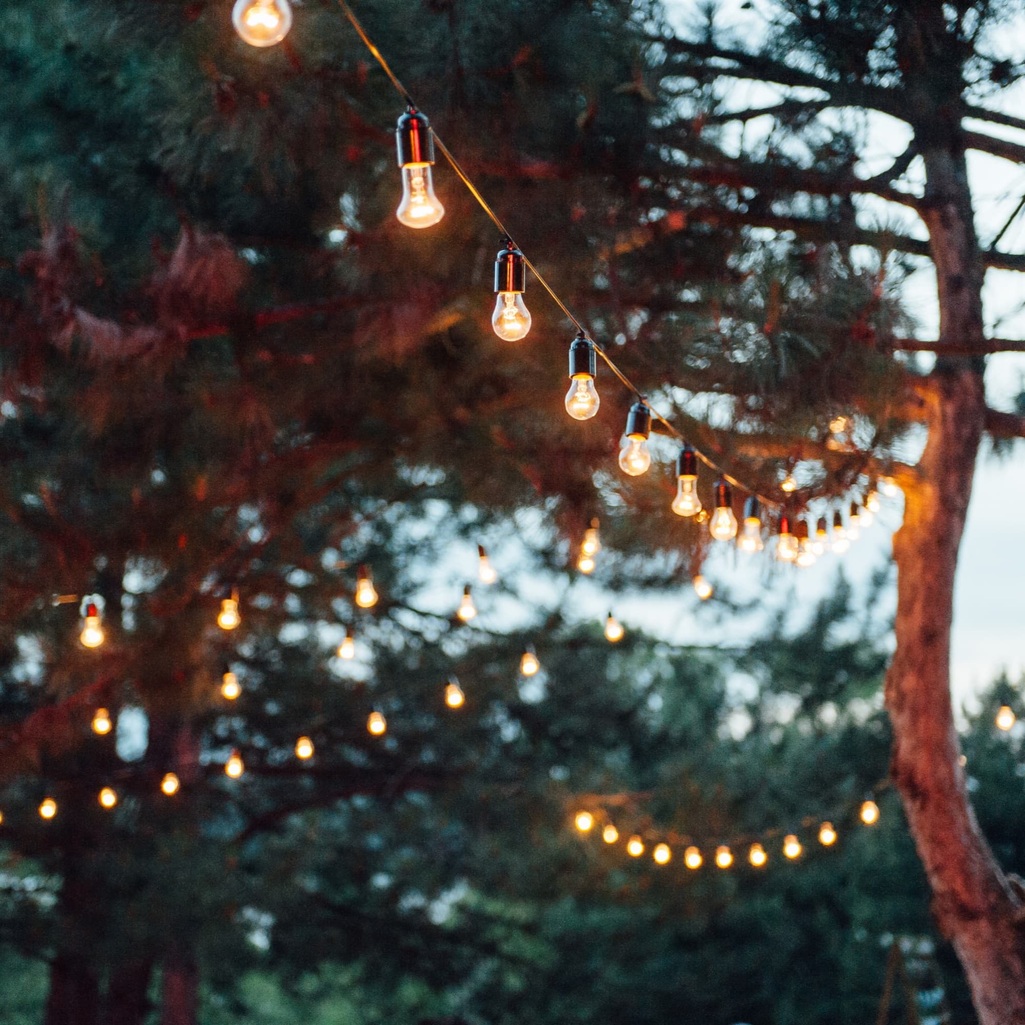 Strings of warm lights hung through pine trees at dusk